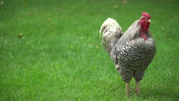 Beautiful rooster stands on fresh grass — Stock Video