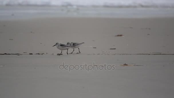 Sand pipers run along wet sand — Stock Video