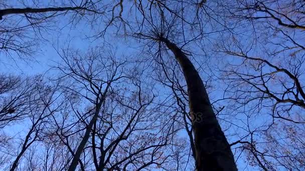 arbres stériles contre un ciel d'hiver 