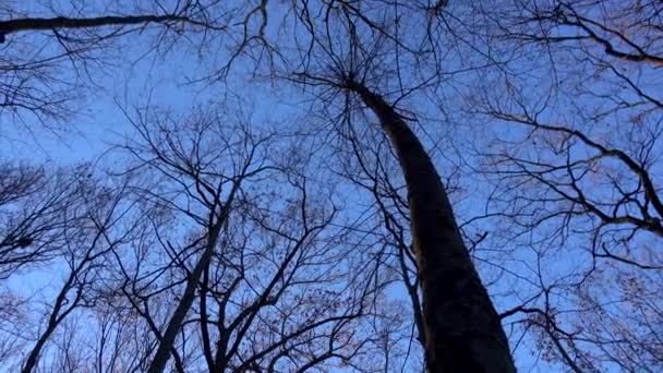 Бесплодные деревья против зимнего неба — стоковое видео