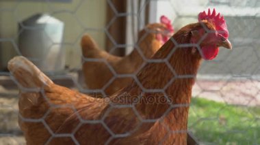 Sağlıklı tavuk kameraya benziyor