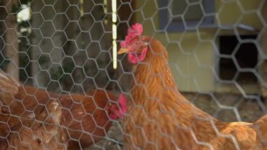 Bir kafes meraklı Bazı tavuklarda görünümünü