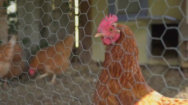 Bir kalem tavuk sürüsü