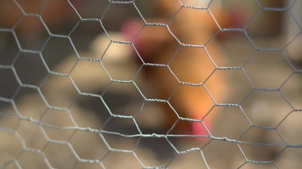 Detail of chicken wire with chickens behind — Stock Video