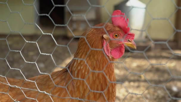 Fechar tiro de uma galinha na jaula — Vídeo de Stock