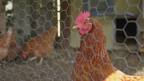 Manada de pollos en una pluma — Vídeo de stock