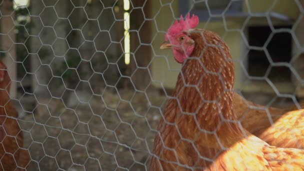 Pie de gallina cerca de la cerca del recinto — Vídeo de stock