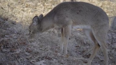 İçin geç kış yaprakları küçük genç geyik hayvanlar için yem