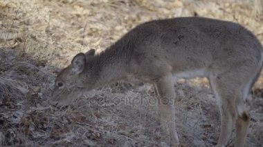 Onun kış ceket ile genç geyik