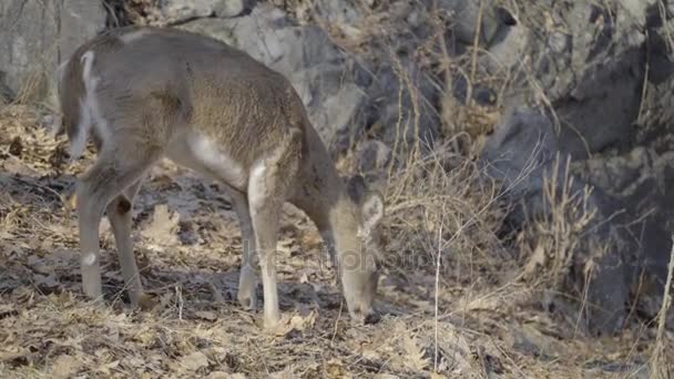 Litet rådjur promenader genom torkade vegetation — Stockvideo