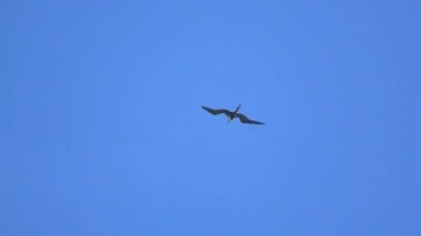 Fırkateyn kuş iki kuş soars