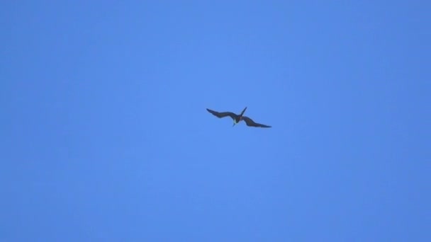 舞い上がるフリゲート鳥は 2 羽の鳥の近く — ストック動画