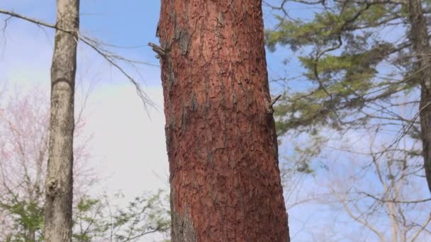 Pan de pin infesté de scarabée 