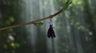 Monarch kelebek krizalid dramatik ormanda çıkan