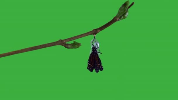 蛹の緑色の画面のバージョンから出てくるモナーク蝶 — ストック動画