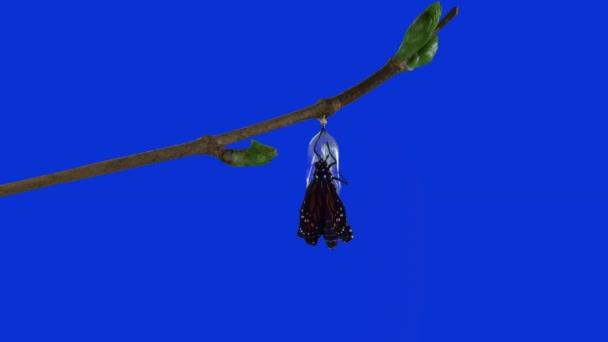 Бабочка-монарх, выходящая из синего цвета хризалиса — стоковое видео