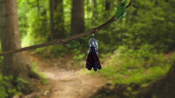 Una mariposa monarca emergiendo de la crisálida en el bosque sombreado — Vídeo de stock