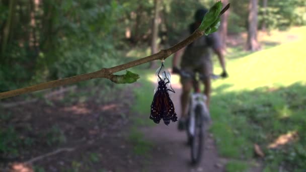 Una mariposa monarca emergiendo de la crisálida cerca del carril bici — Vídeo de stock