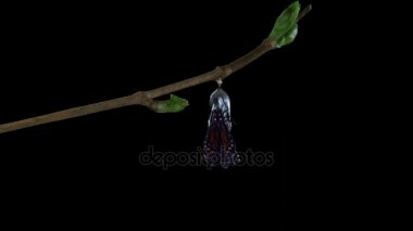 Bir monarch kelebek krizalid Alfa kanal sürümü gelişmekte olan