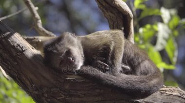 Sevimli genç Capuchin maymun sunning