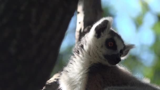 Pierścień ogoniasty Lemur siedzi wysoko na drzewie — Wideo stockowe