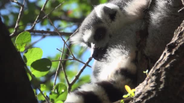 Anel de cauda Lemur olha ao redor — Vídeo de Stock