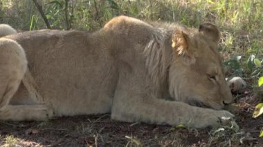 Ormanda genç aslan recling