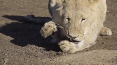 Bir AVI bir kemik üzerinde çiğneme aslan