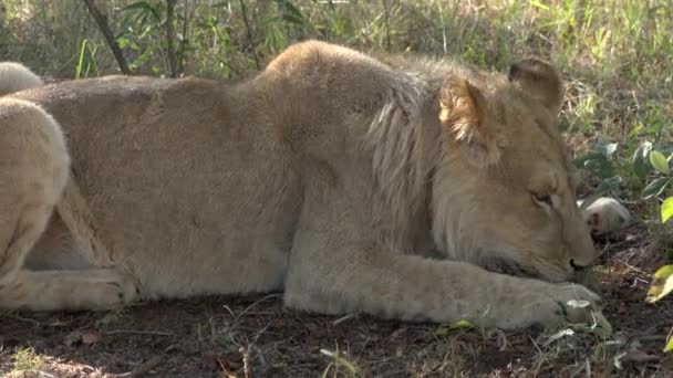 Leão jovem reclinado na floresta — Vídeo de Stock