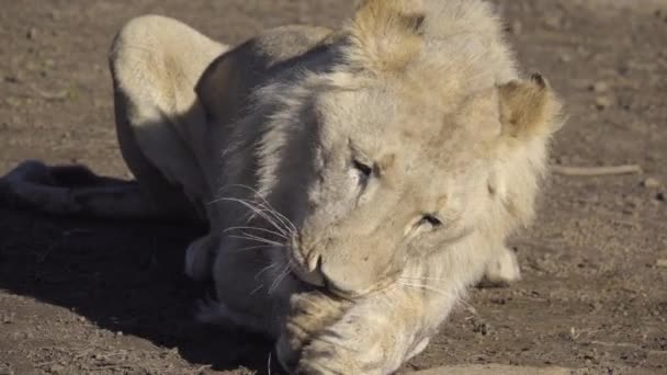 Лев ест кусок мяса — стоковое видео