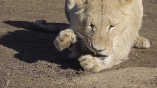 León masticando un hueso de una cacería — Vídeos de Stock