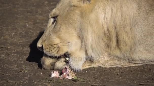 Lion mangeant de la viande d'une carcasse — Video