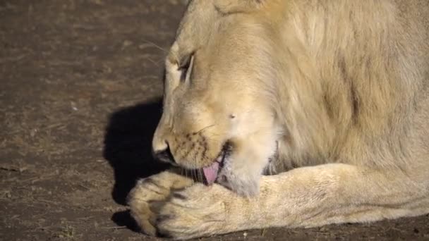 León royendo un trozo de hueso — Vídeos de Stock