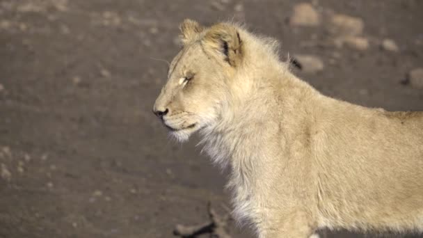 年轻的狮子站着看 — 图库视频影像