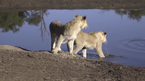 Two lions hunting a crocodile — Stock Video