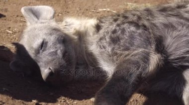 Güneşin altında uyuyan genç sırtlan