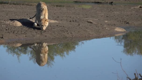 사자는 물을 구멍 근처 — 비디오