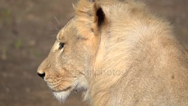 Vue latérale d'un lion — Video