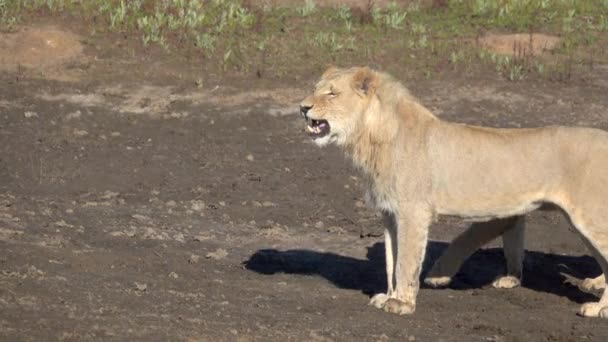 Löwenjunges läuft an seiner Mutter vorbei — Stockvideo