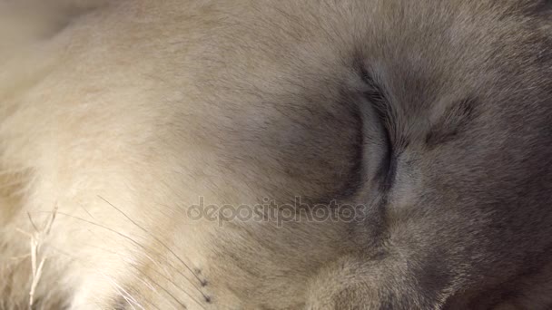 Bliska zdjęcie oka lion cub — Wideo stockowe