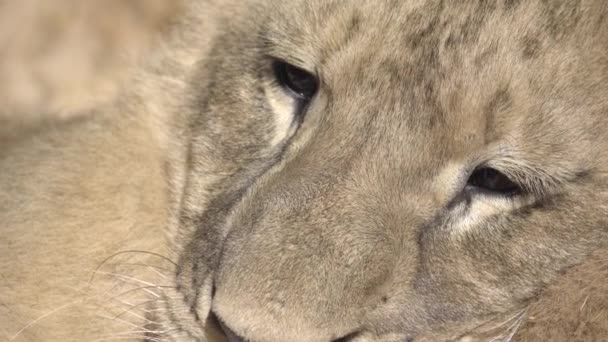 Σφιχτή πυροβολισμό του ένα πρόσωπο cub λιονταριών — Αρχείο Βίντεο
