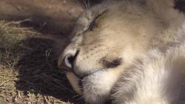 Lion cub slapen in de schaduw — Stockvideo