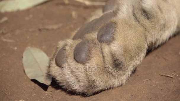 Pata delantera de un león dormido — Vídeo de stock