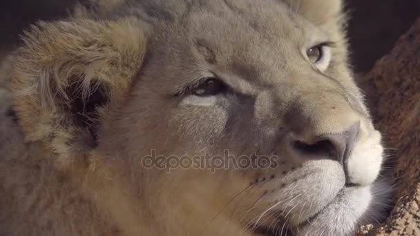 Lionceaux somnolents à l'ombre — Video