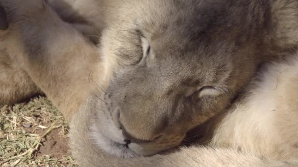 İki aslan yavrularını gölgede uyuyor — Stok video