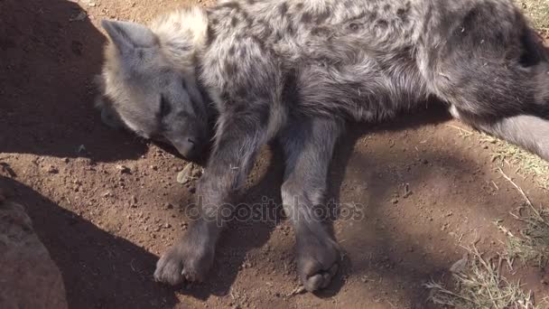 Young hyena resting in the shade — Stock Video