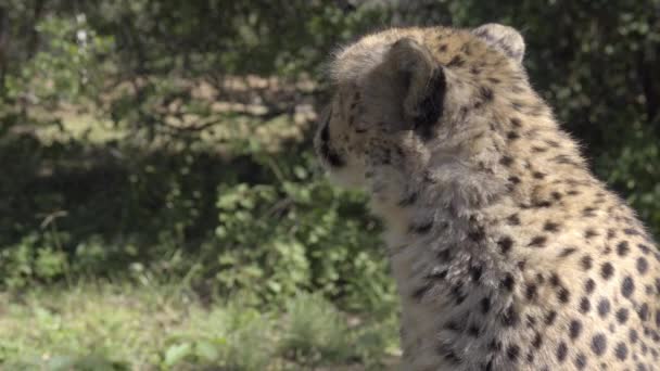 Cheetah sentado em uma floresta — Vídeo de Stock