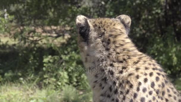 Guépard sort du cadre 