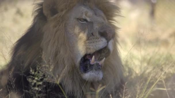 Male lion panting in the shade — Stock Video