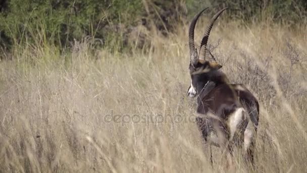 Sable standing in the bush — ストック動画